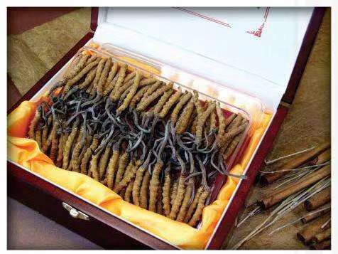 宾川冬虫夏草回收